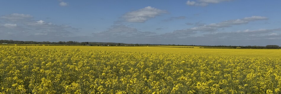 Oilseed rape